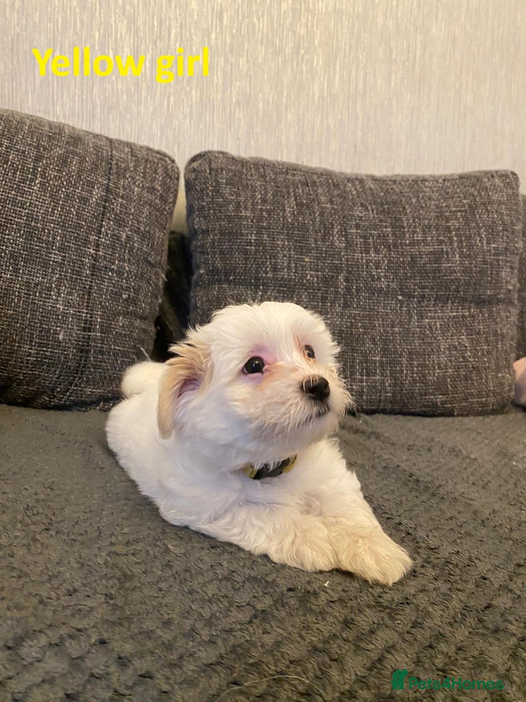 Maltese dogs for sale:  Adorable Maltese Puppies - Image 10