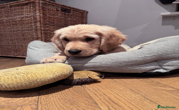 Golden Retriever dogs - Advert 3