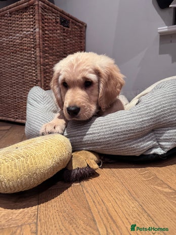 Golden Retriever dogs - Advert 3