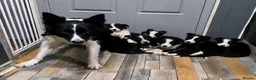 Border Collie dogs for sale: READY NOW - 2 MALE Border Collie Pups left - Advert 1