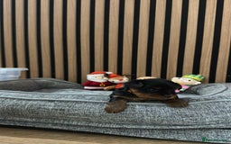 Yorkshire Terrier dogs for sale: 🐶Yorkshire terrier puppies for sale🐶 - Advert 8