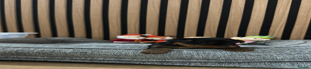 Yorkshire Terrier Puppy (orange)