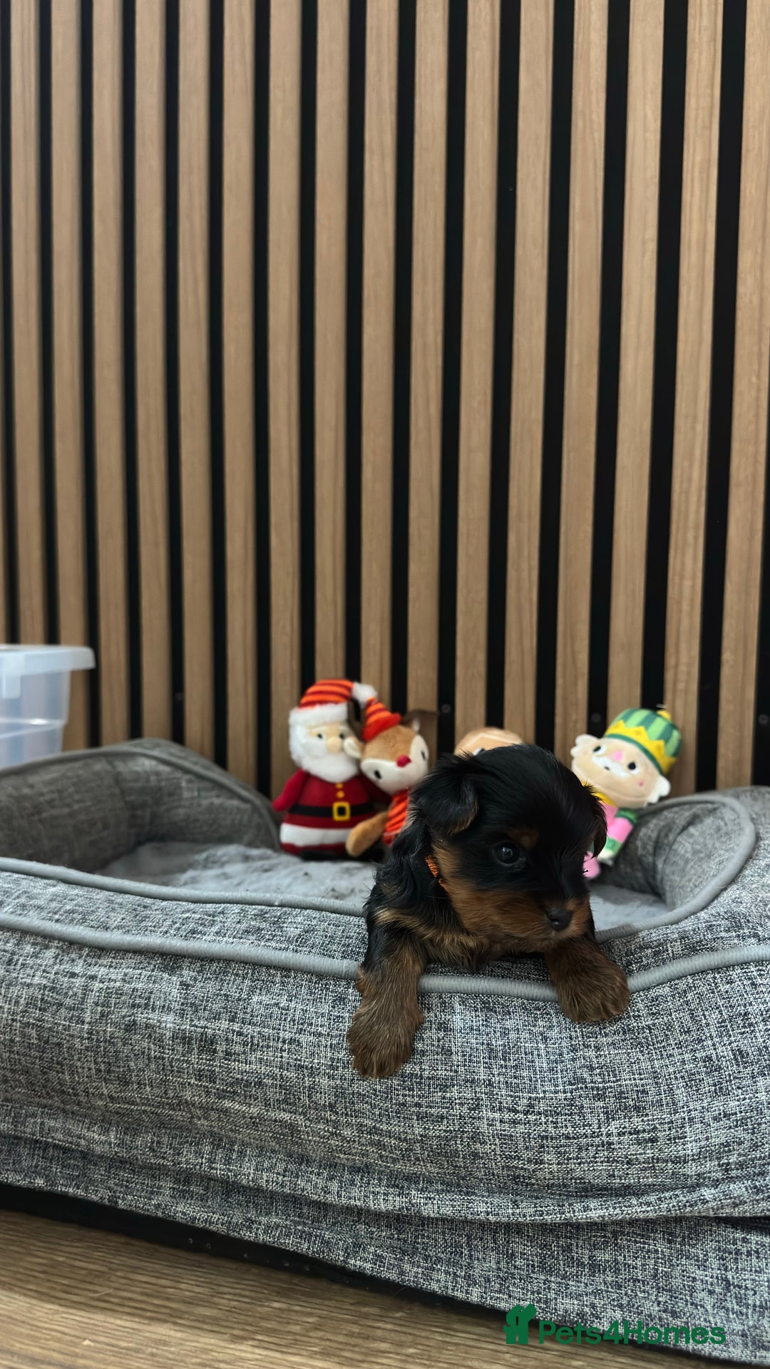 Yorkshire Terrier dogs for sale: 🐶Yorkshire terrier puppies for sale🐶 - Advert 8