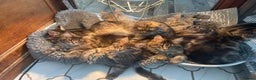 Maine Coon cats for sale: Stunning Maine Coon kittens - Advert 14