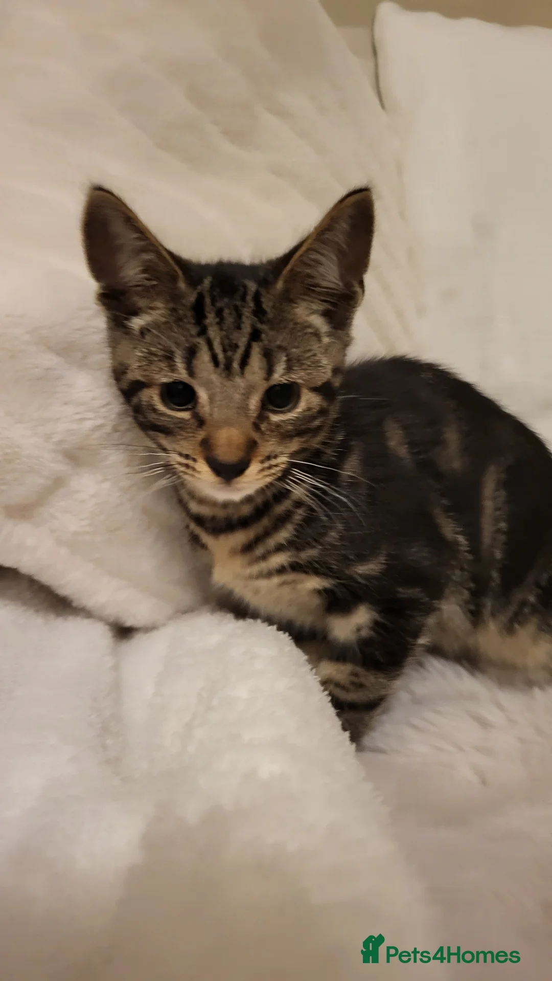 Mixed Breed cats for sale: Kittens READY NOW - Advert 25