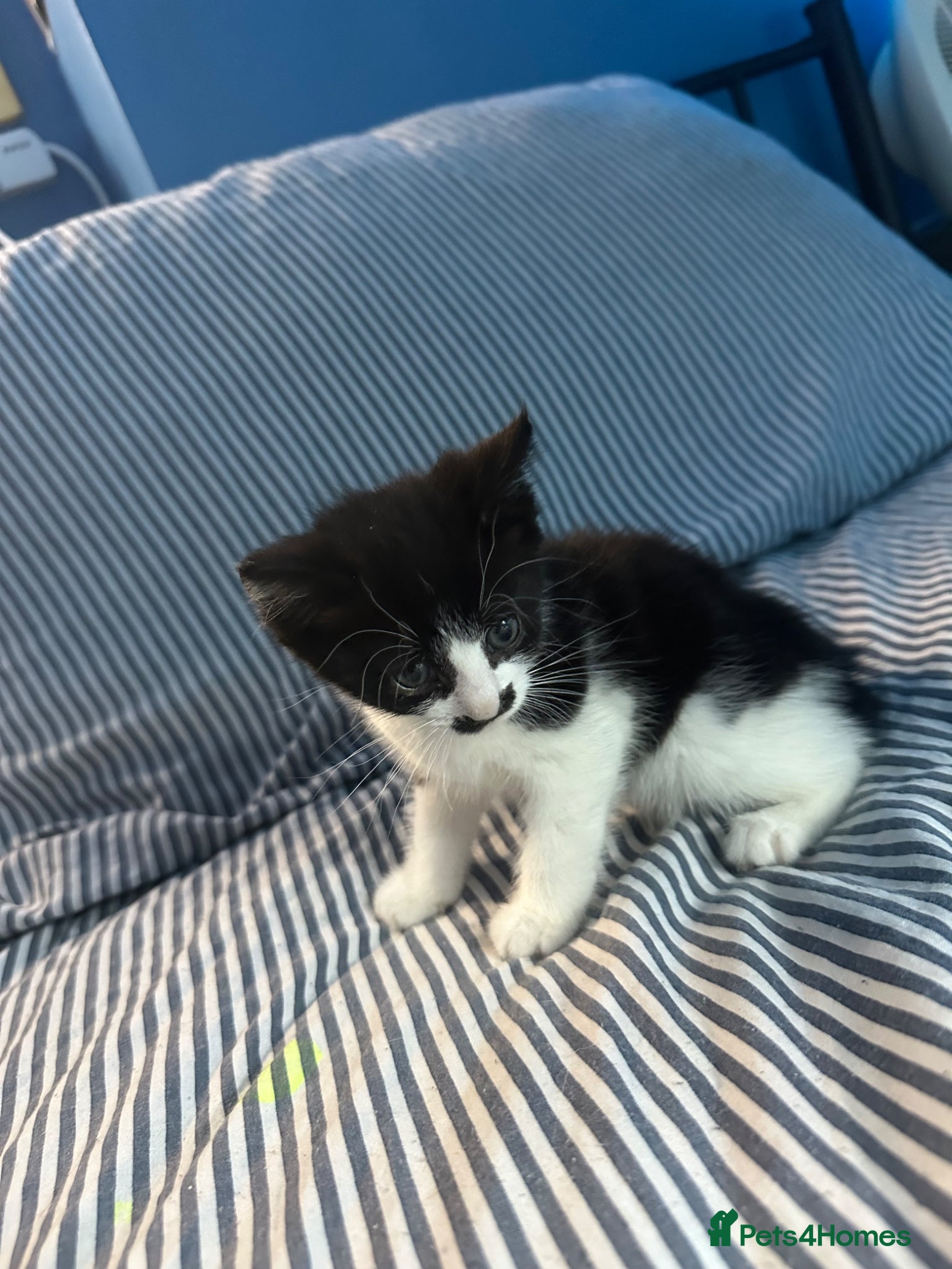Domestic Shorthair cats Joyful male kittens  - Advert 3