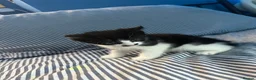 Domestic Shorthair cats for sale: Joyful male kittens  in Cradley Heath - Advert 1
