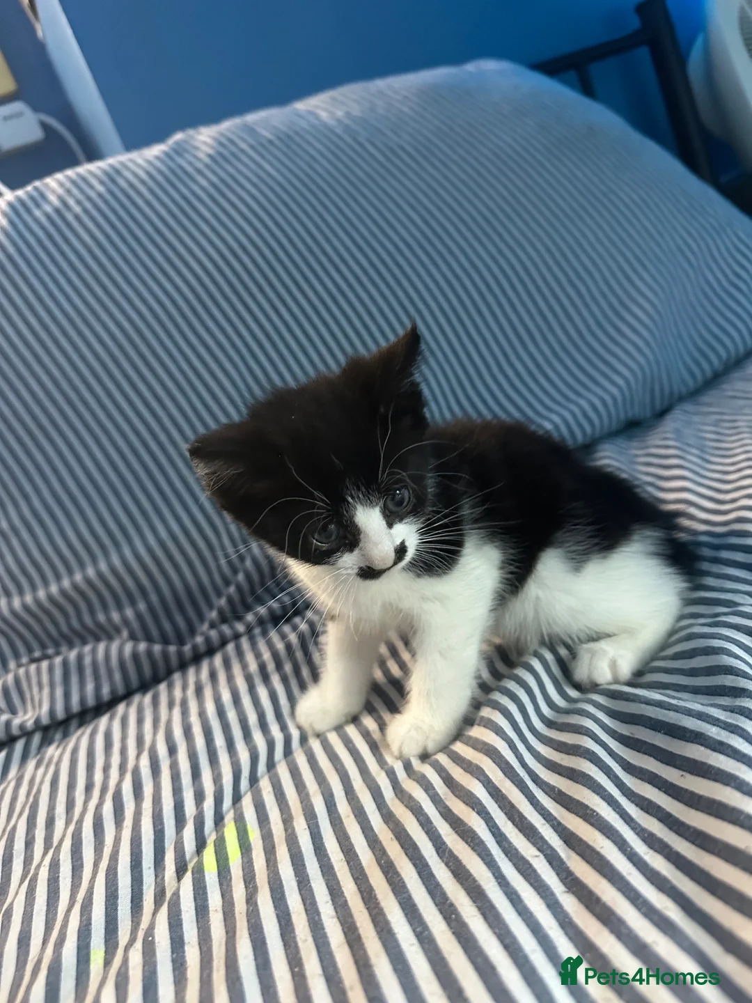 Domestic Shorthair cats for sale: Joyful male kittens  in Cradley Heath - Advert 1