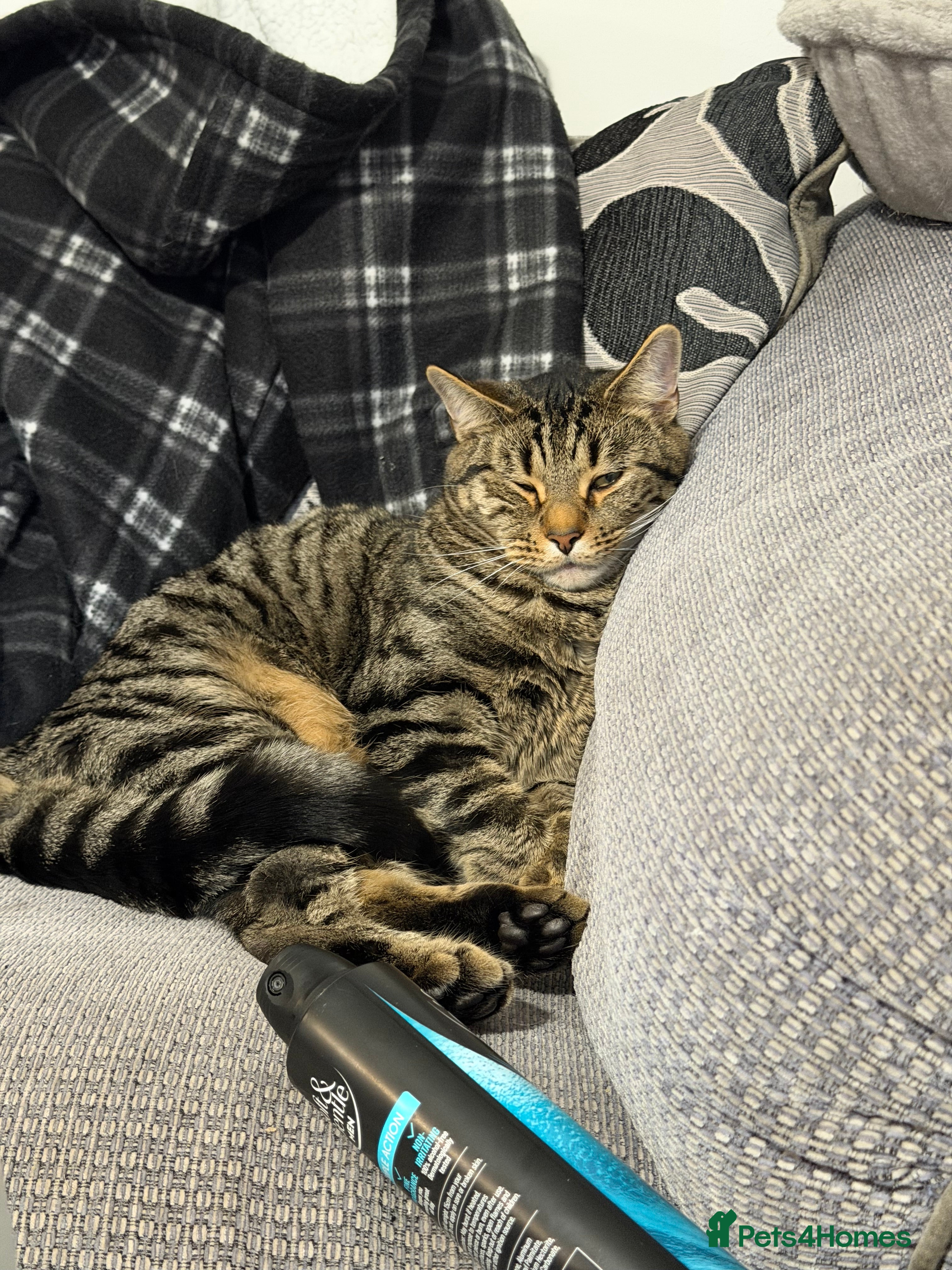 Mixed Breed cats Identical Twin boys Ralph & Felix  - Advert 4