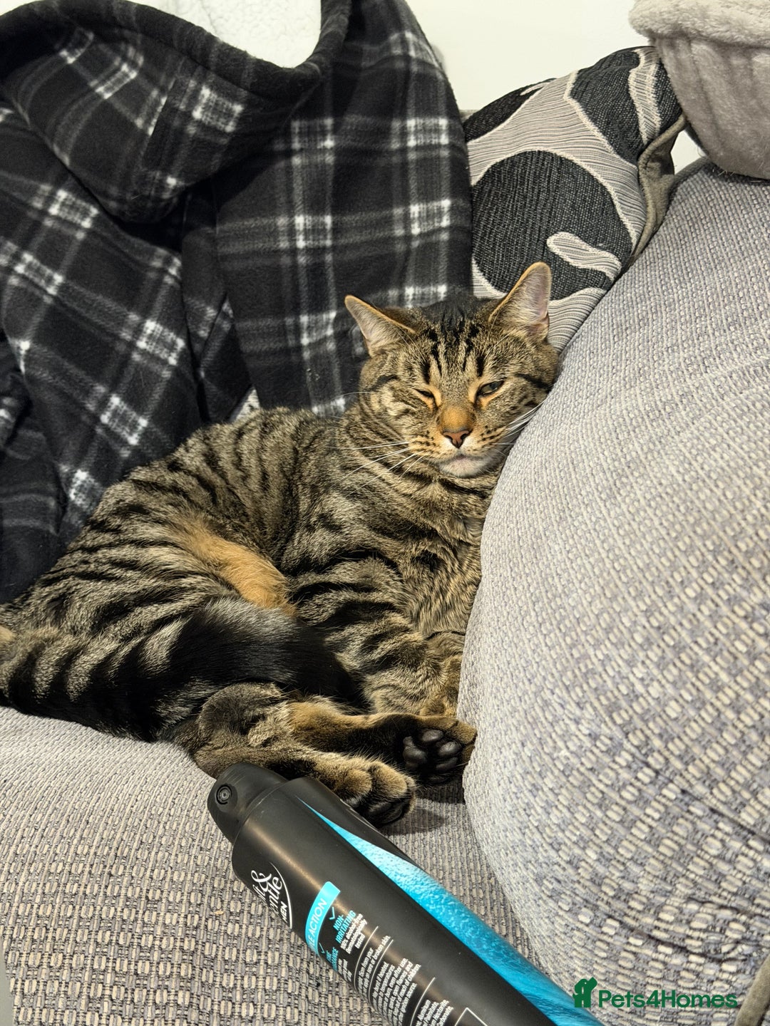 Mixed Breed cats for sale: Identical Twin boys Ralph & Felix  - Advert 1