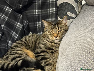 Mixed Breed cats Identical Twin boys Ralph & Felix - Advert 11