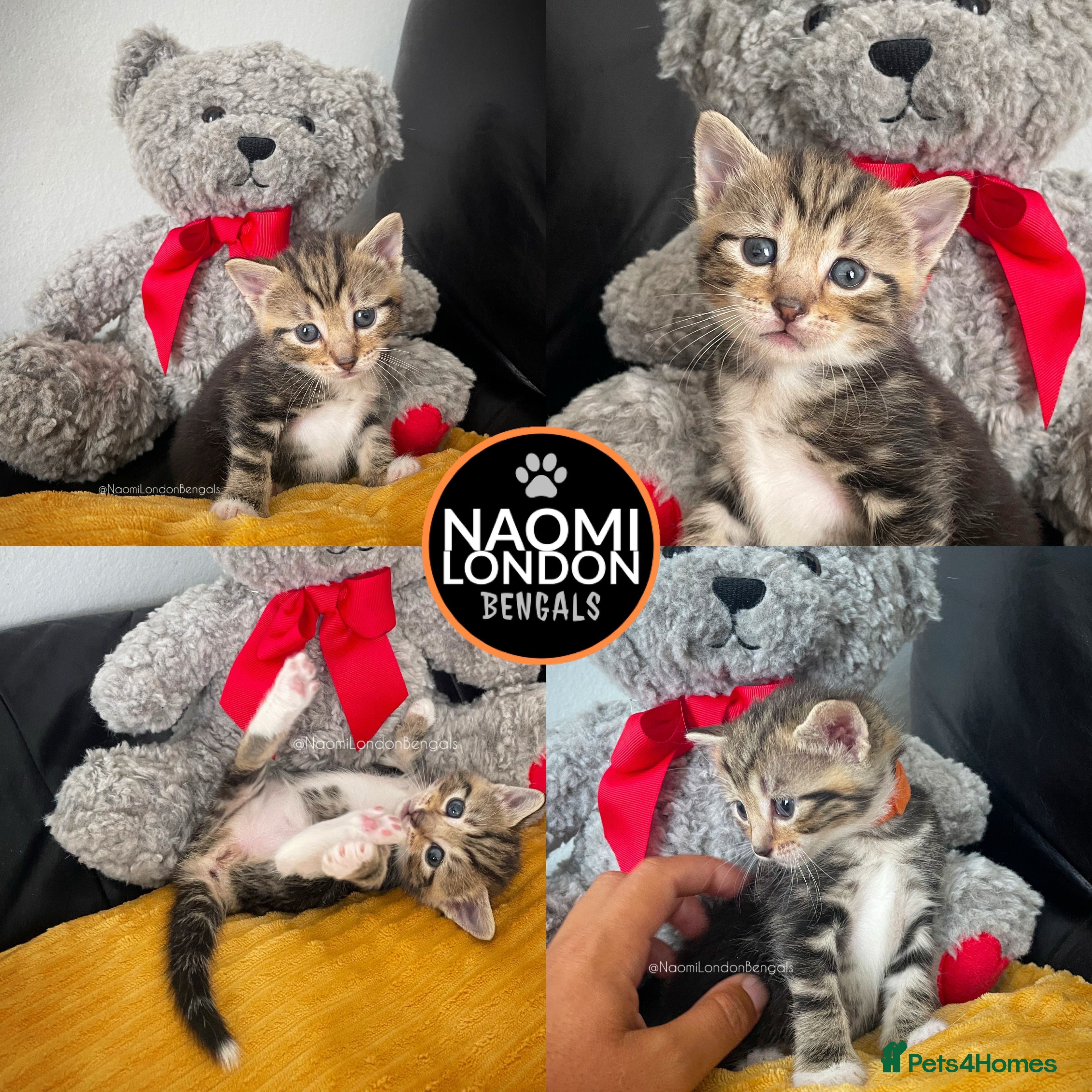 Bengal cats 🌈 BENGAL KITTENS 🌈 ⭐️⭐️⭐️⭐️⭐️ - Advert 2