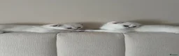Scottish Fold cats for sale: Silver chinchilla Scottish folds  - Advert 14