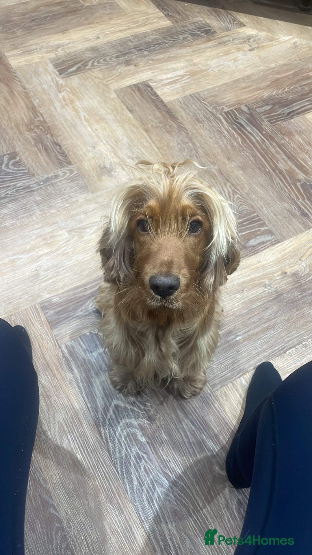 Cocker Spaniel dogs for sale: Worker/show cocker  - Advert 1