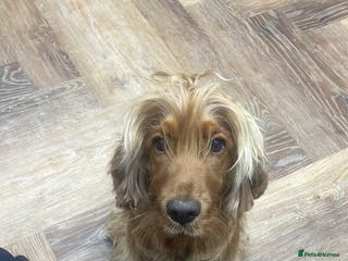 Cocker Spaniel dogs Worker/show cocker - Advert 10