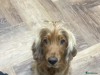 Cocker Spaniel dogs Worker/show cocker - Advert 5