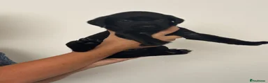 Labrador Retriever 2