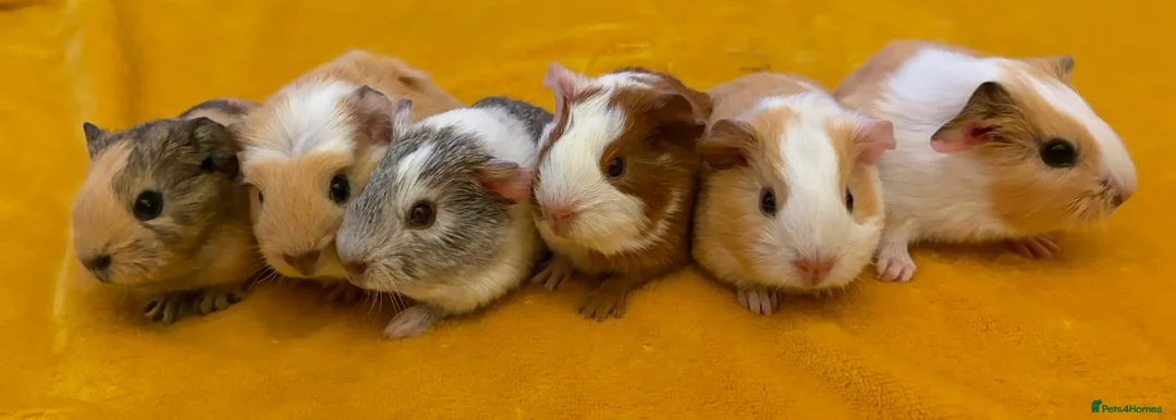 Guinea Pig rodents for sale: Available now gorgeous babies  - Advert 1