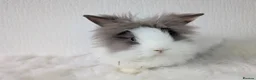 Lionhead rabbits for sale: Double Maned BE Lionheads in London - Advert 17