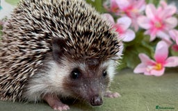 Pygmy Hedgehog rodents for sale: African Pygmy Hedgehog Ethically bred Girl 2 Boys  - Image 8