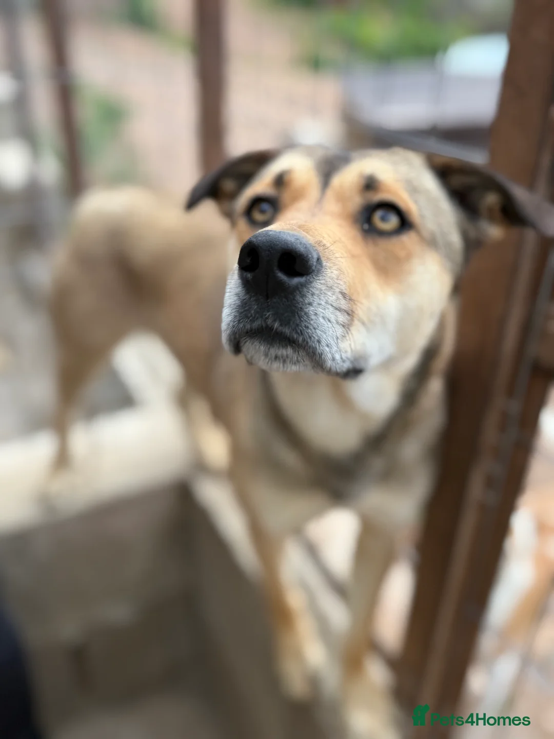 Mixed Breed dogs for adoption: Patty ❤️ - Advert 4