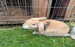 English Lop rabbits for sale: Beautiful lops - Image 5