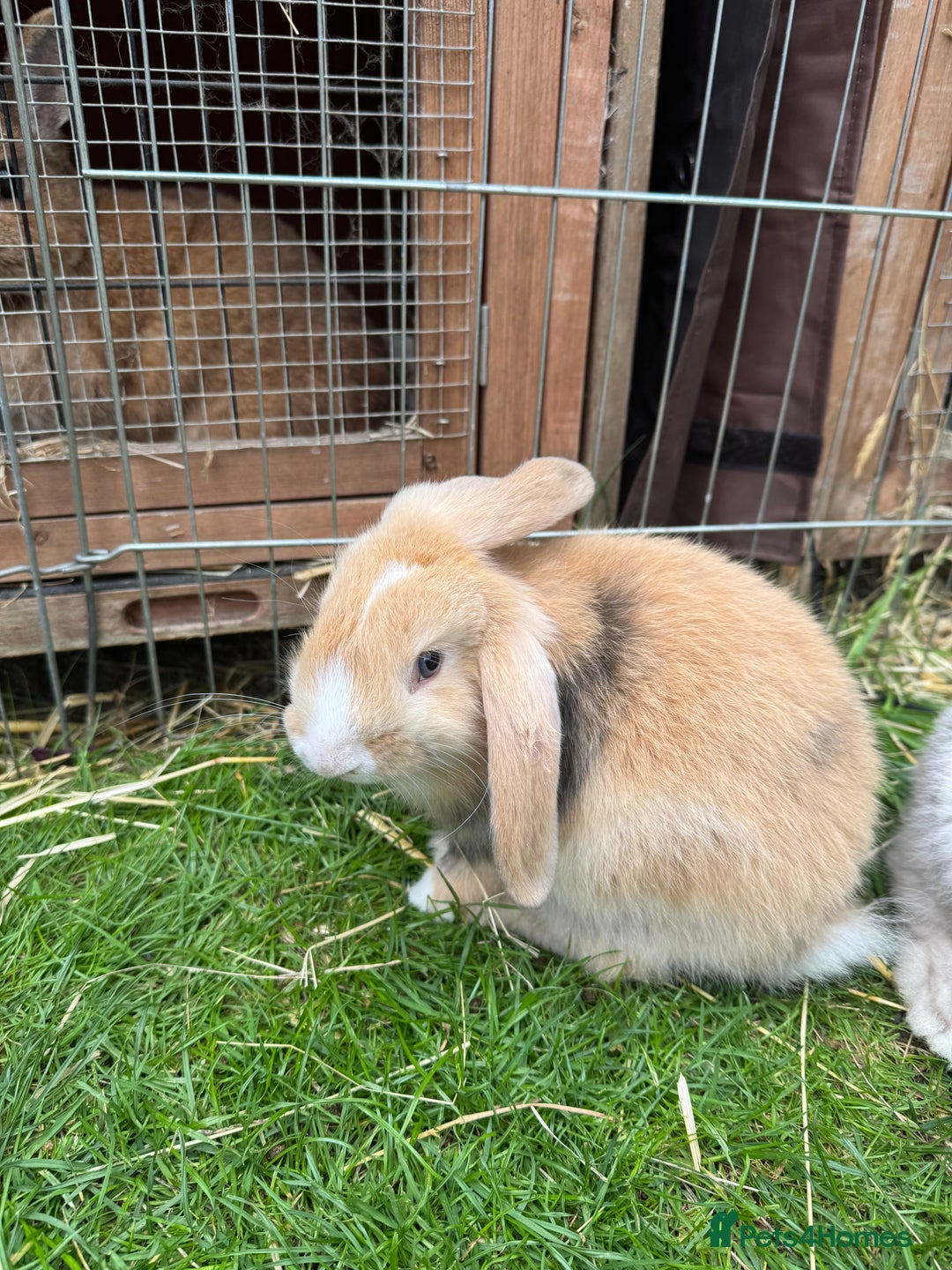 English Lop rabbits for sale: Beautiful lops - Image 5