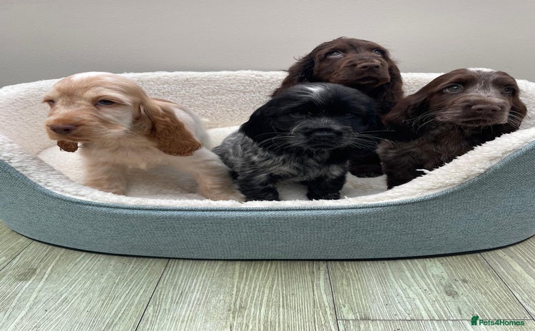 Cocker Spaniel dogs - Advert 4