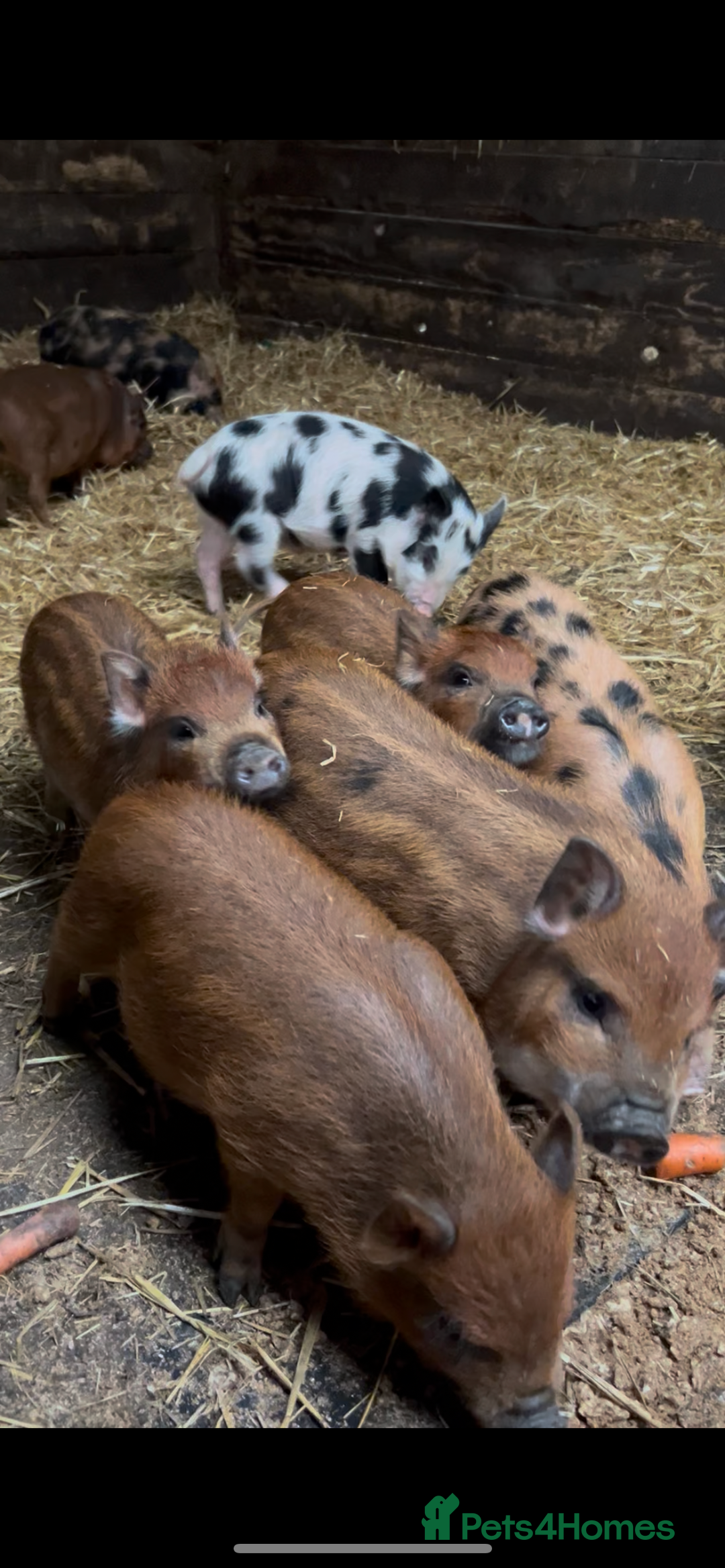 Pig livestock for sale: Mini Pigs Juliana x Pennywell Miniature  - Image 3