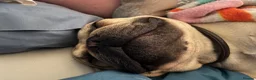 French Bulldog dogs for stud: Seashore Rocks - Advert 2
