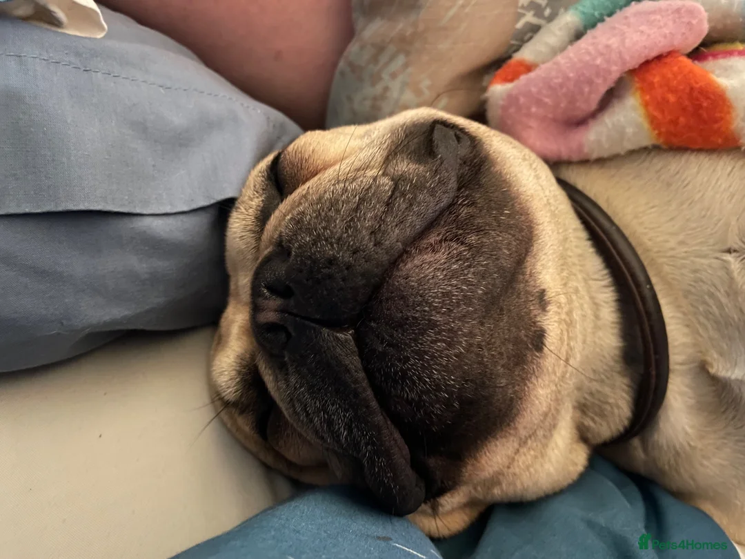 French Bulldog dogs for stud: Seashore Rocks - Advert 2
