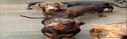 Miniature Dachshund dogs for sale: Miniature dachshund  - Advert 16