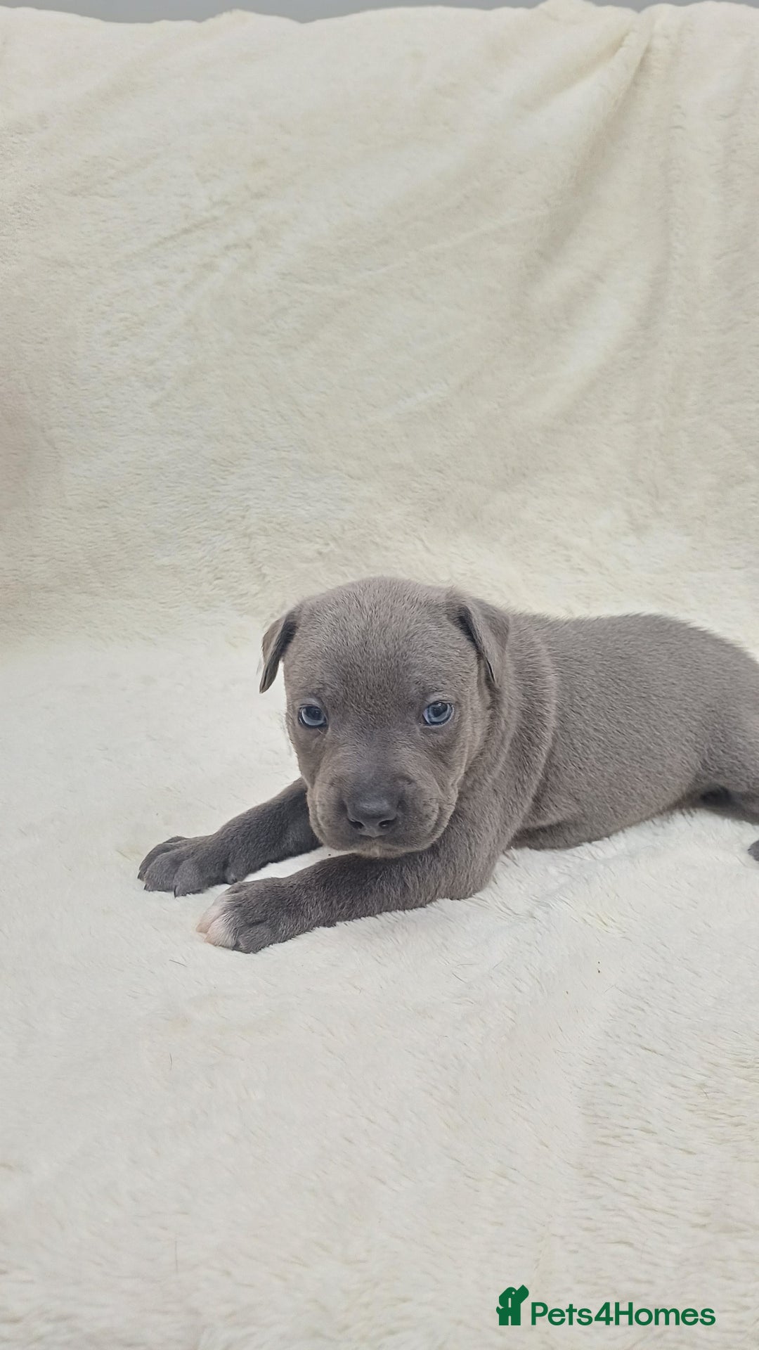Staffordshire Bull Terrier dogs for sale: Beautiful blue staffy puppies  - Advert 2