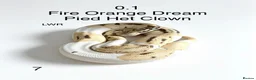 Python Snake reptiles for sale: Various royal pythons for sale - Advert 1