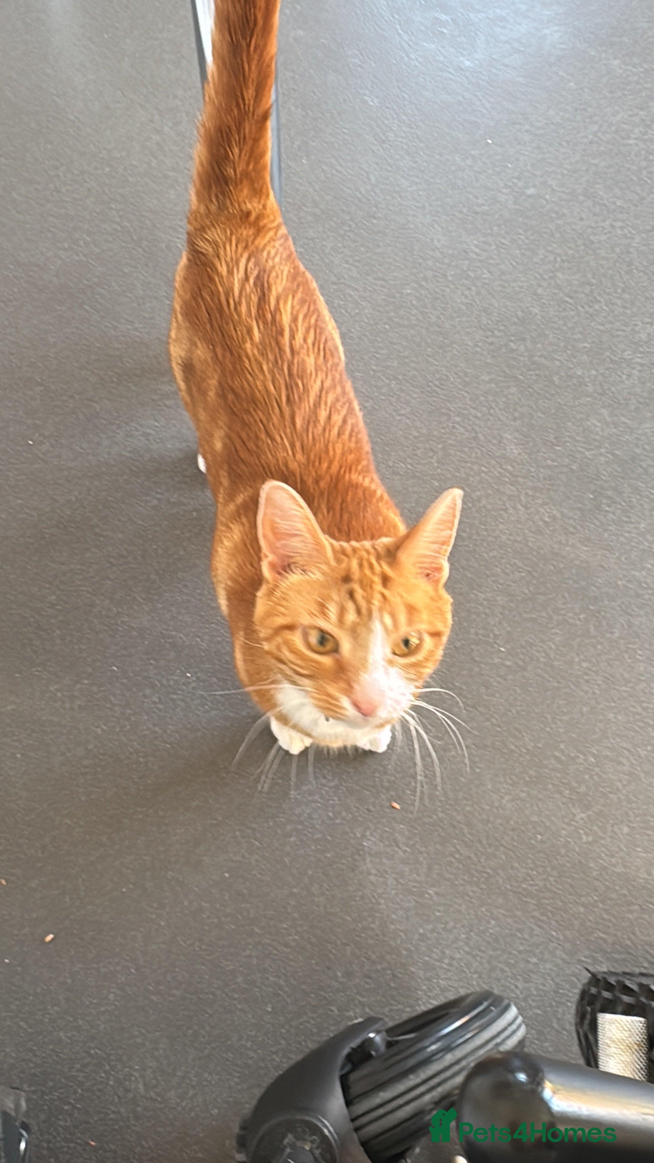 Mixed Breed cats Marla cat she’s 3 not 2 I can’t change  - Advert 1