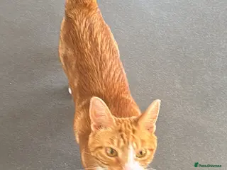 Mixed Breed cats Marla cat she’s 3 not 2 I can’t change - Advert 1