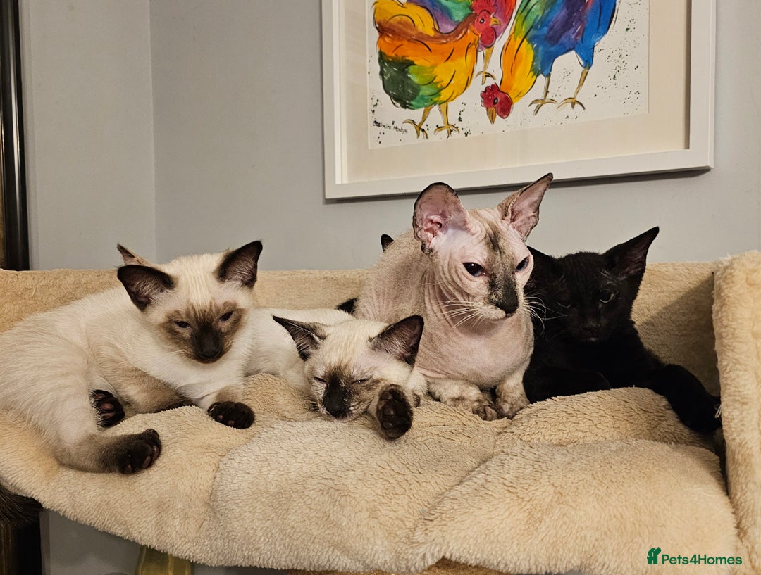 Siamese cats for sale: Siamese X Sphynx kittens - Image 1
