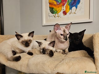 Siamese cats - Advert 25