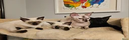 Siamese cats for sale: Siamese X Sphynx kittens - Advert 9