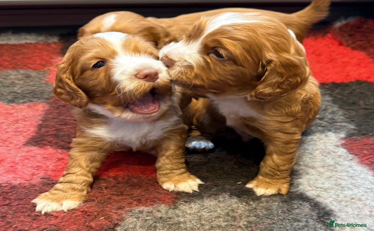 Cocker Spaniel dogs - Advert 2