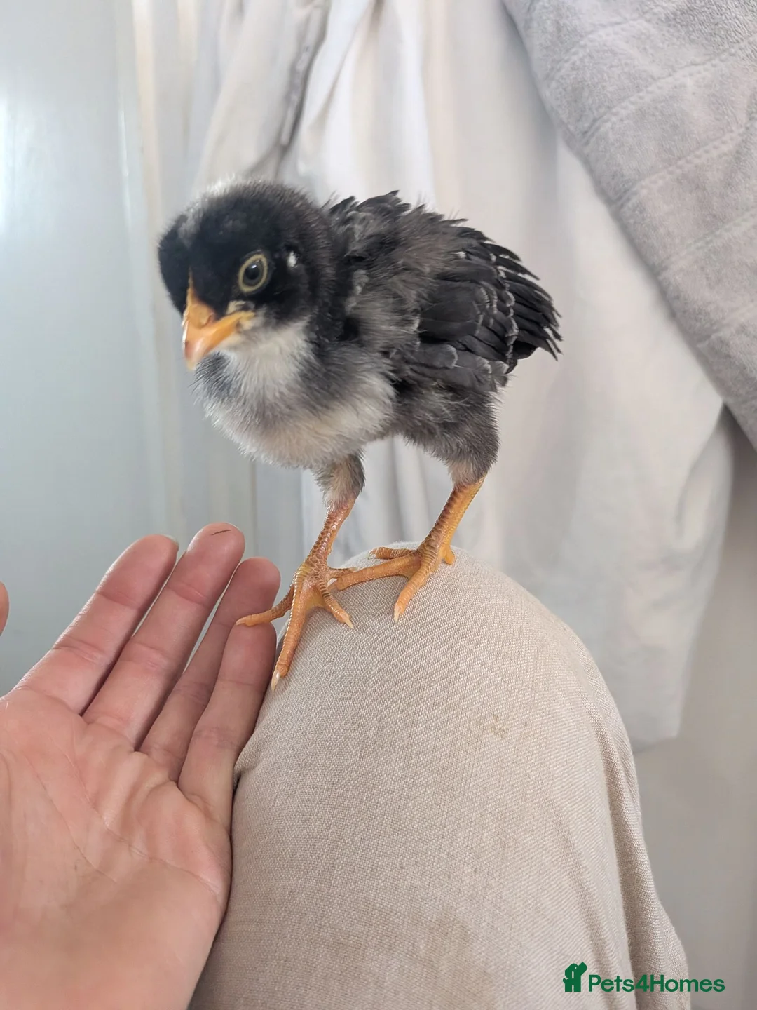 Chickens poultry for sale: 4 Gorgeous cockerels Blue White Olive egg genes in Christchurch - Advert 2