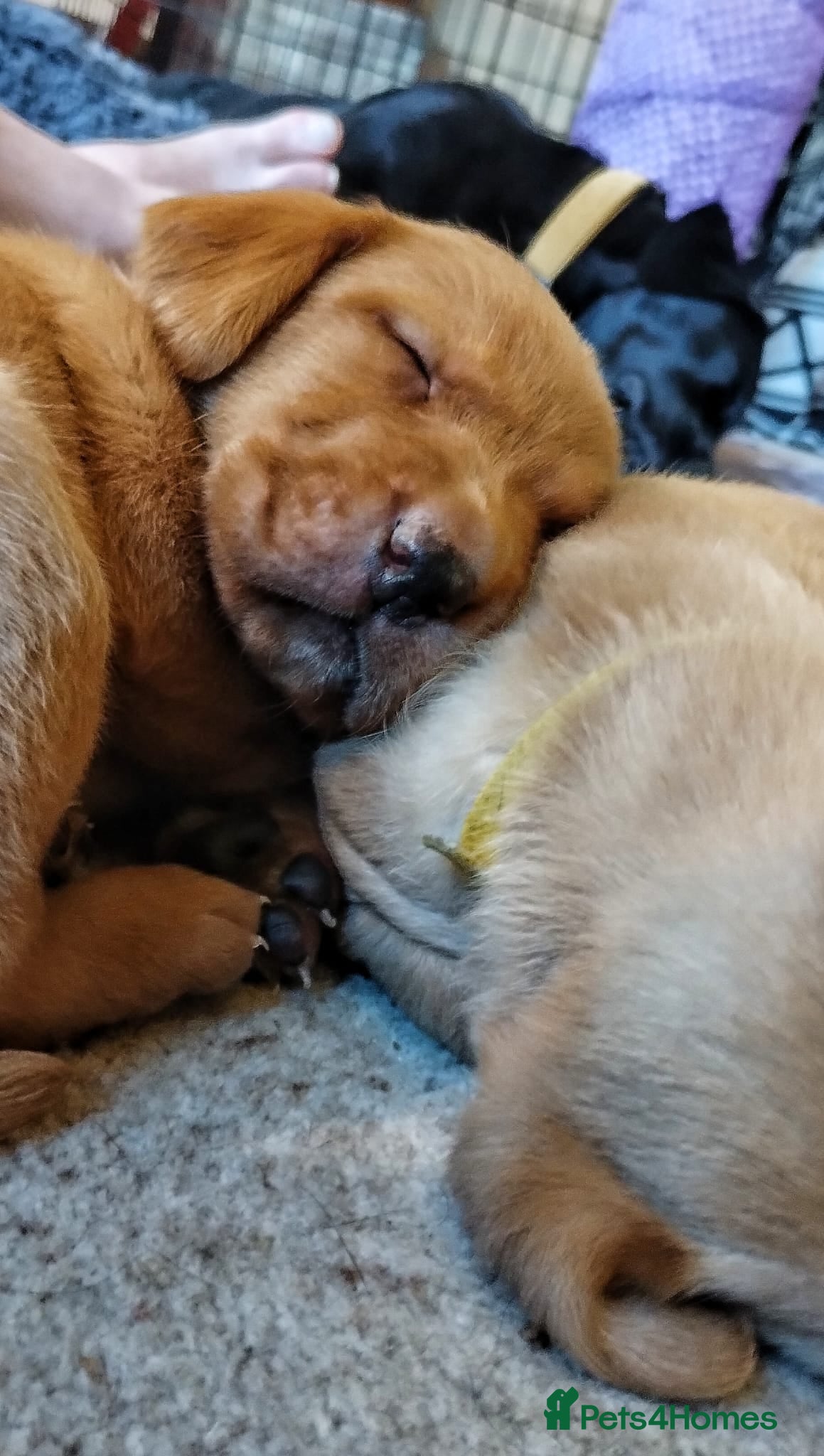 Labrador Retriever dogs Totally adorable, healthy and great line puppies - Advert 2