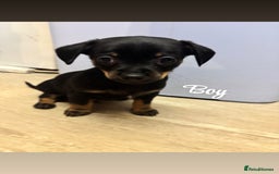 Chiweenie dogs for sale: Dachshund x chihuahua puppies  - Image 5