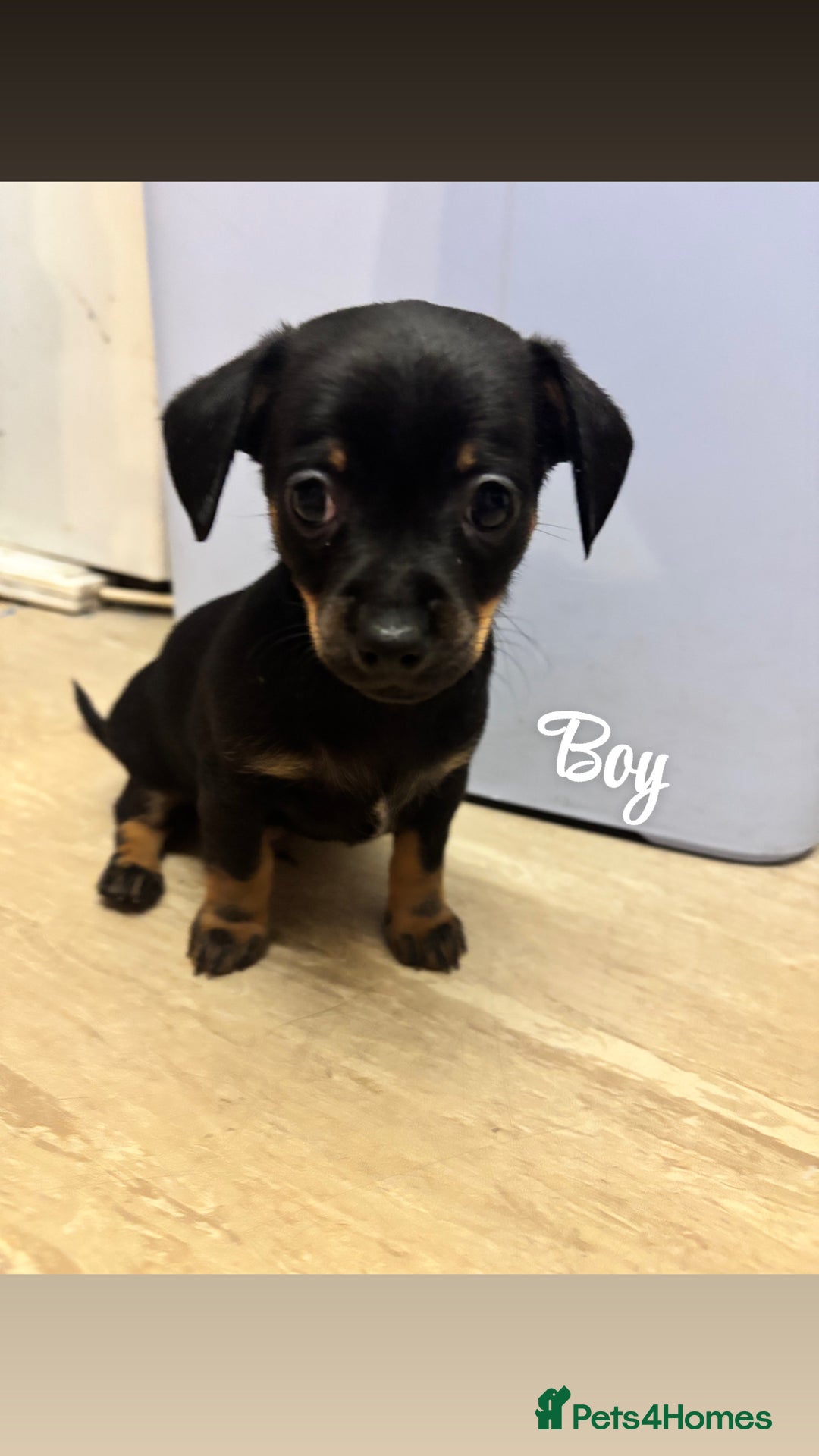 Chiweenie dogs for sale: Dachshund x chihuahua puppies  - Image 5