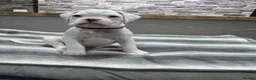 Boxer dogs for sale: Beautiful white boxer! - Advert 3