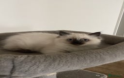 Ragdoll cats for sale: Beautiful Ragdoll boy - Image 6