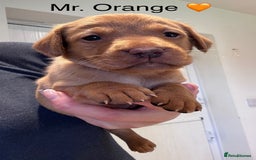 Labrador Retriever dogs for sale: Outstanding Fox Red Labrador Retriever Puppies  - Image 3