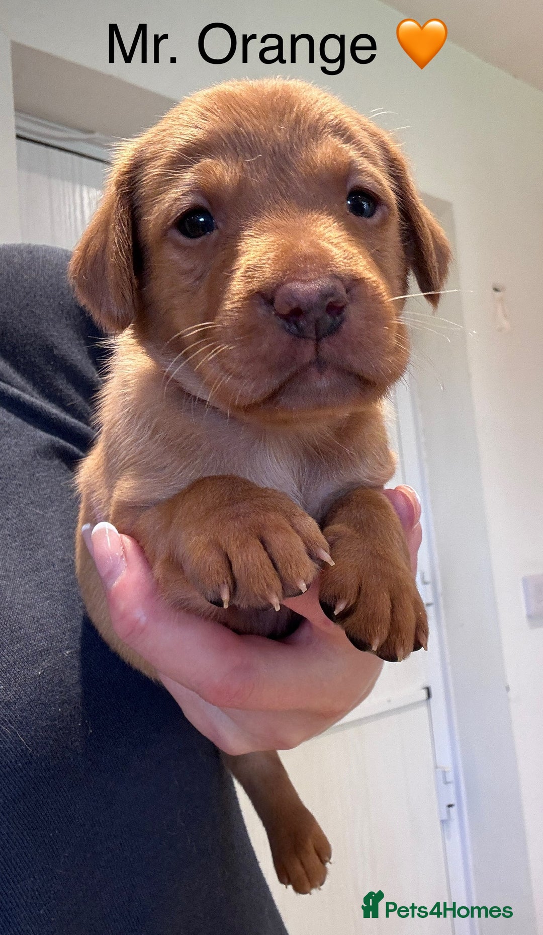 Labrador Retriever dogs for sale: Outstanding Fox Red Labrador Retriever Puppies  - Image 3