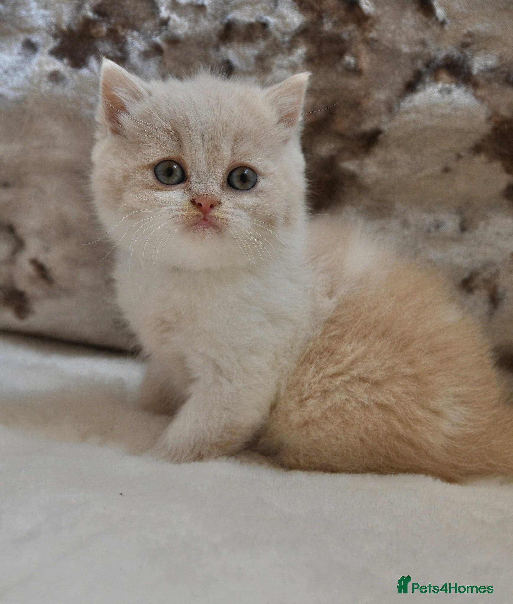 British Shorthair cats Beautiful British Shorthair kittens  - Advert 2