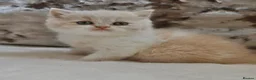 British Shorthair cats for sale: Beautiful British Shorthair kittens  - Advert 8